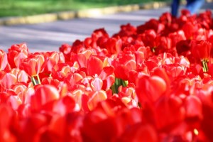 Цветение тюльпанов, дендропарк Кропивницкого. Фото: Валерий Лебидь